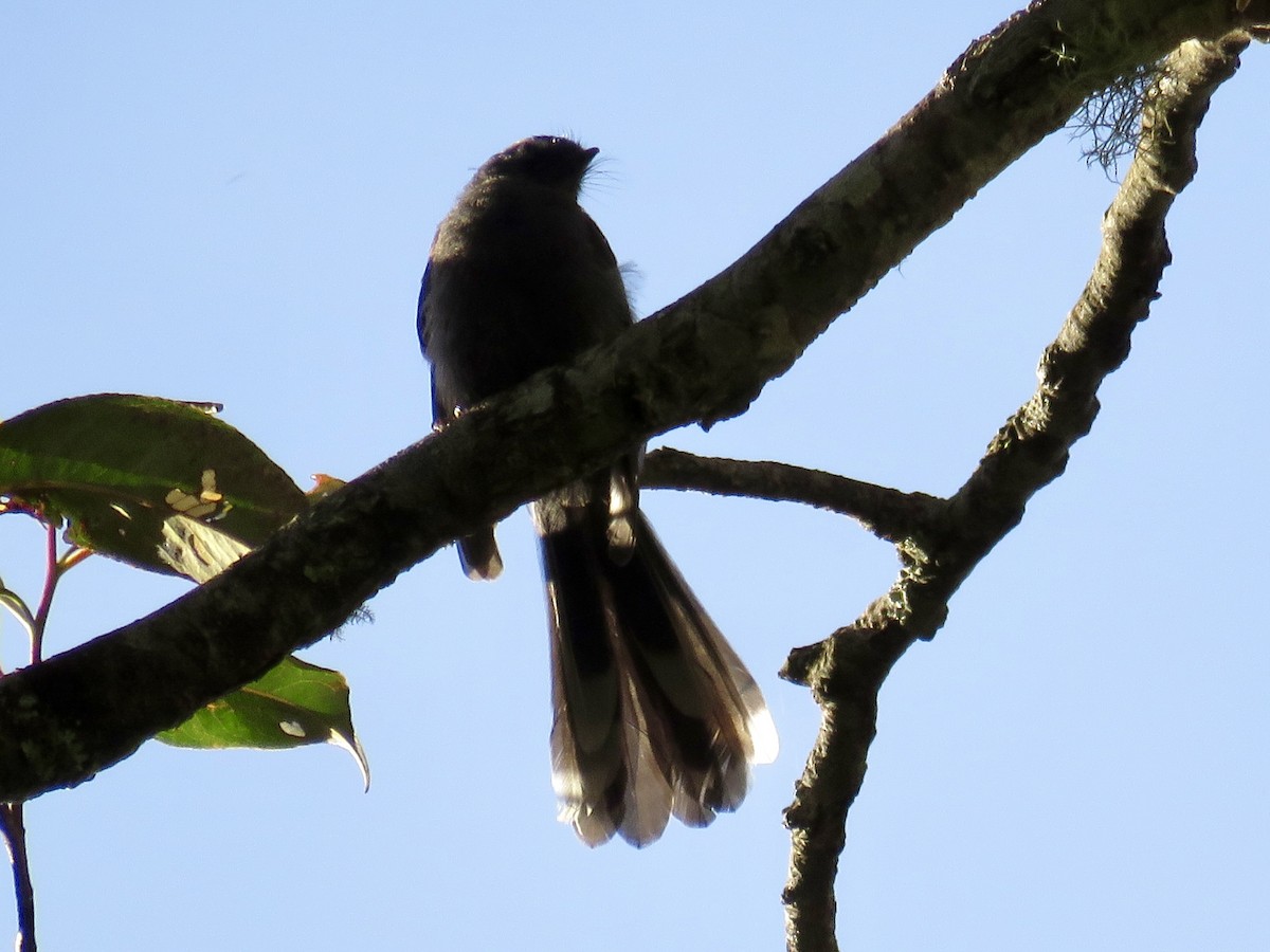 White-throated Fantail - ML425784321