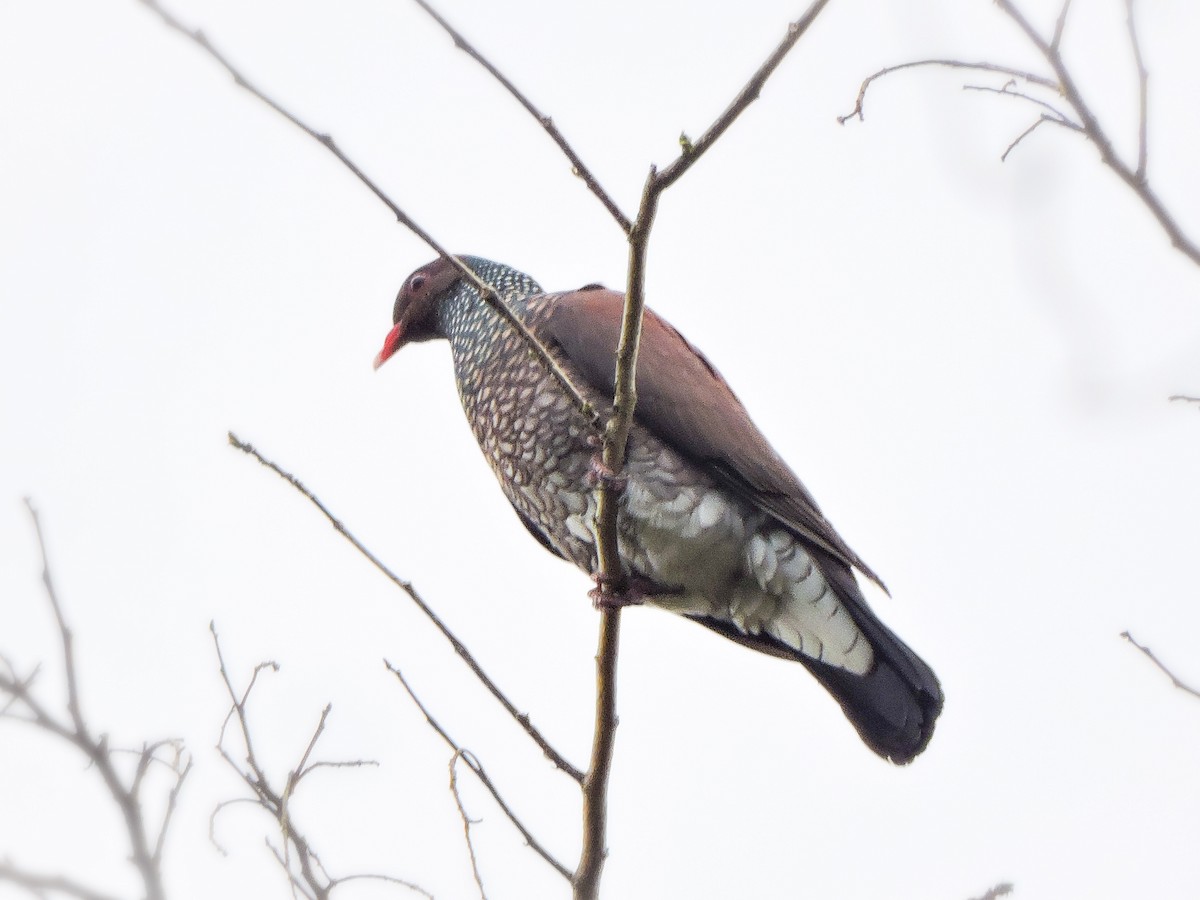 Scaled Pigeon - ML425784841