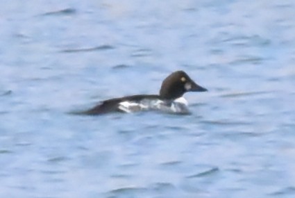 Common Goldeneye - Glenn Dunmire