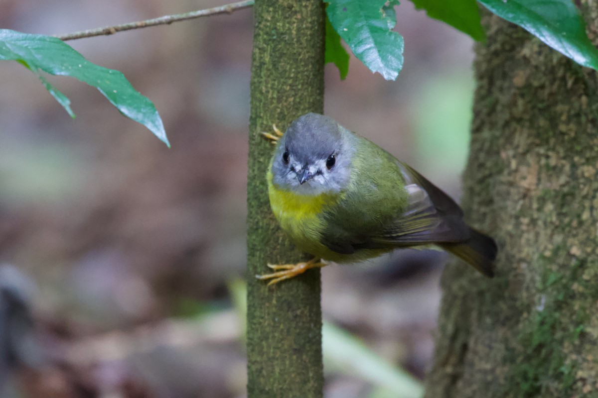 Pale-yellow Robin - ML425790981