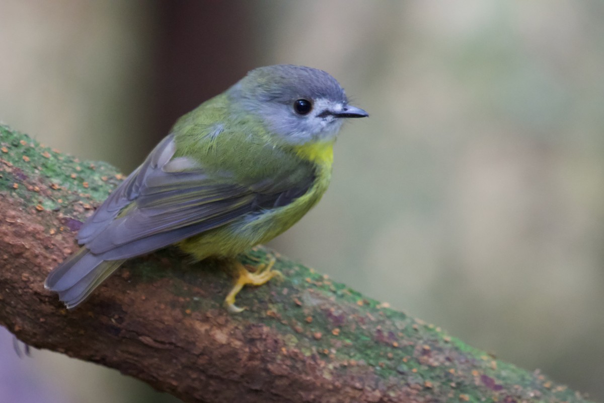 Pale-yellow Robin - ML425790991