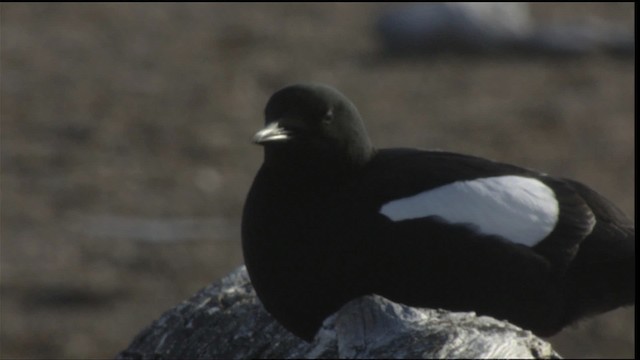 Black Guillemot - ML425791