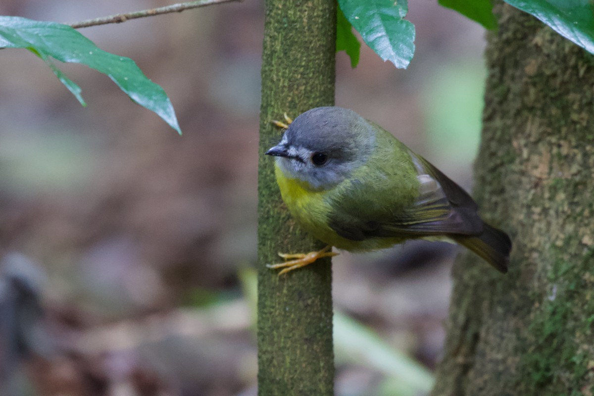 Pale-yellow Robin - ML425791021