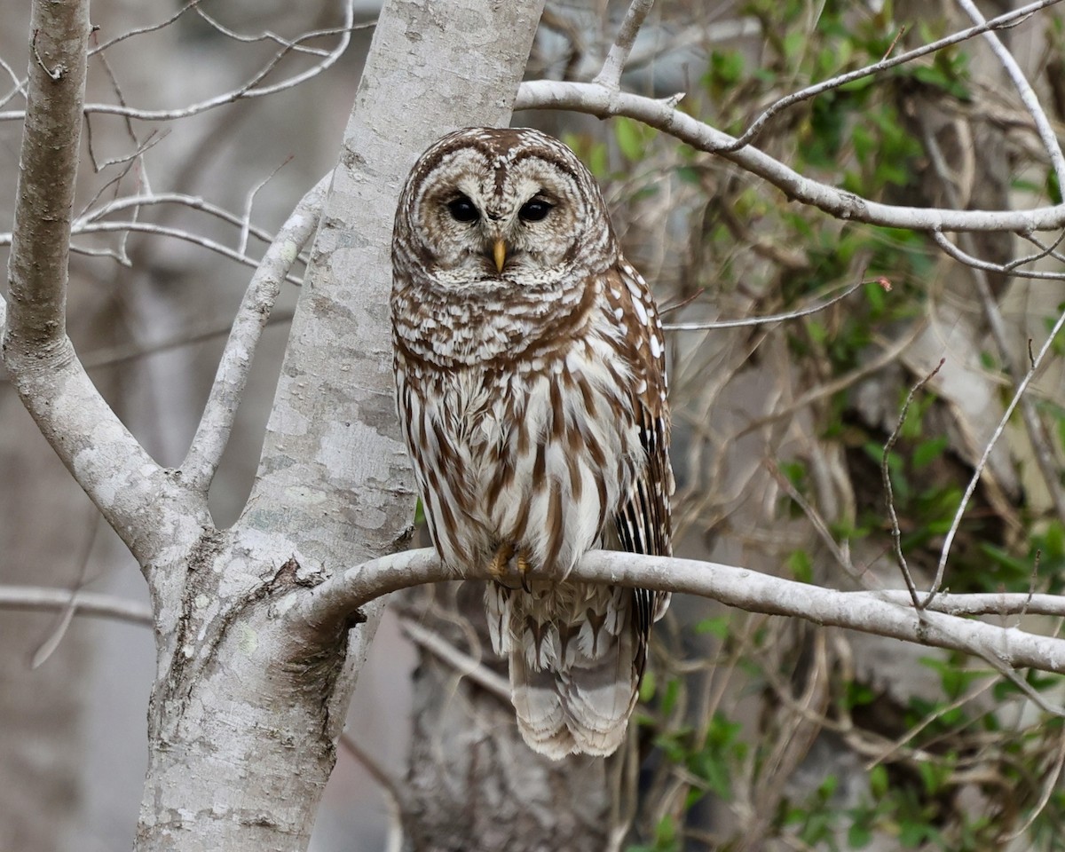 Barred Owl - ML425791731