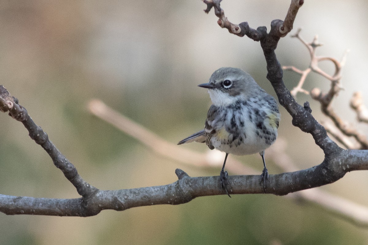 Yellow-rumped Warbler - ML425792641