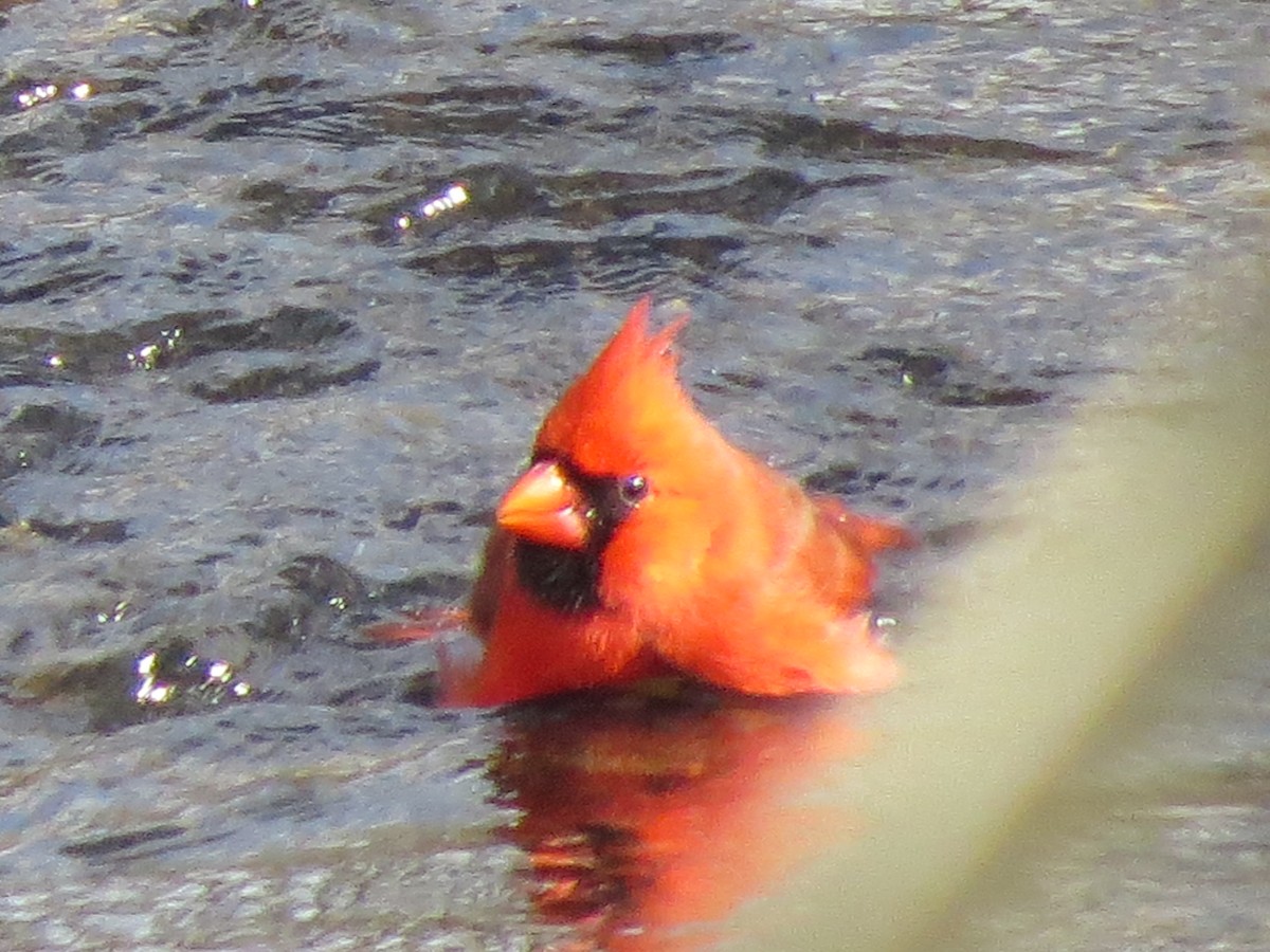 Cardinal rouge - ML425792981