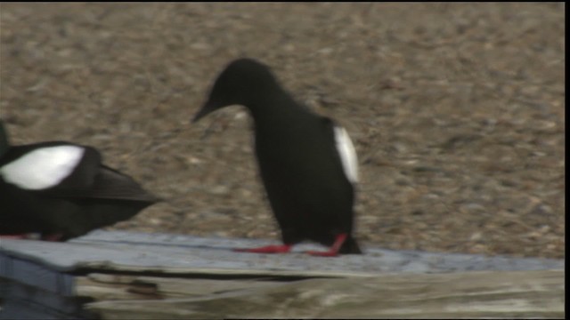 Black Guillemot - ML425793