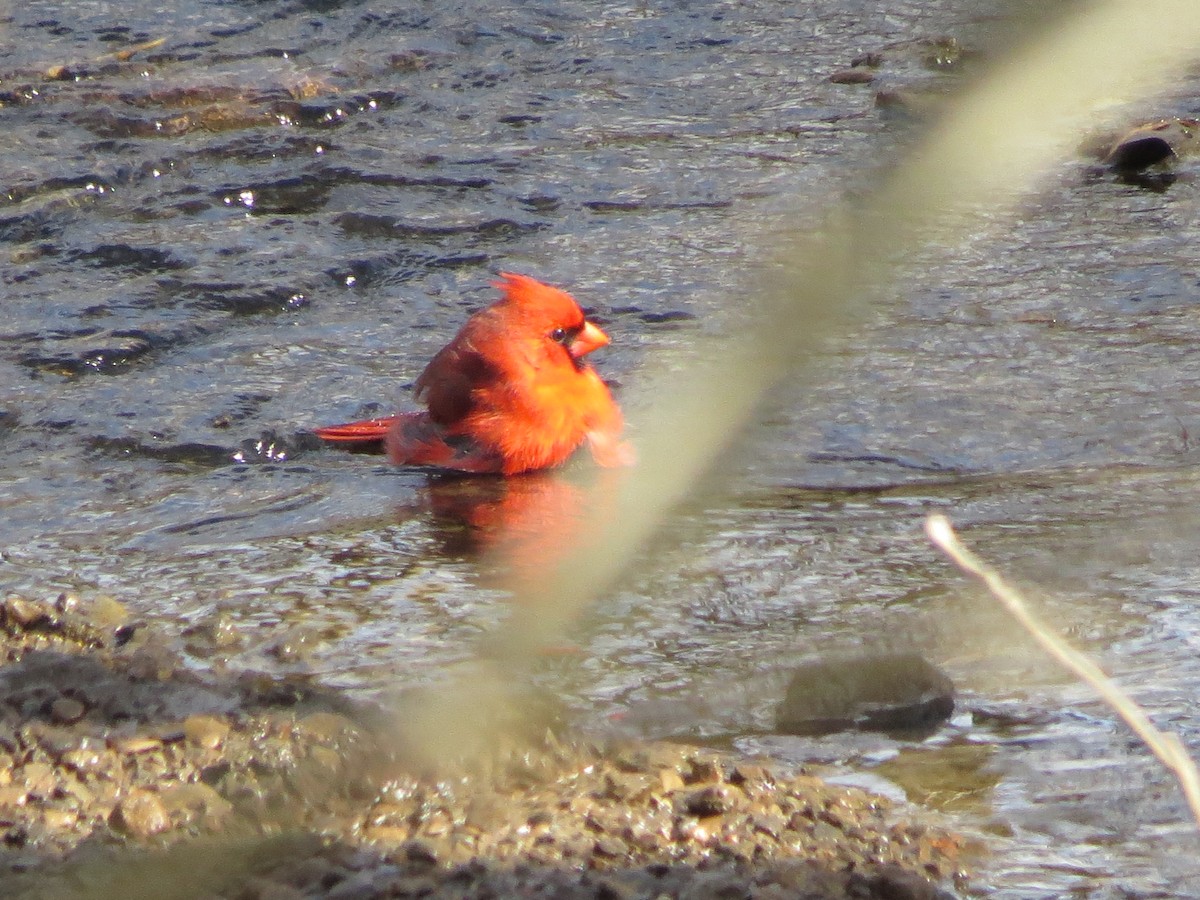 Cardinal rouge - ML425793001