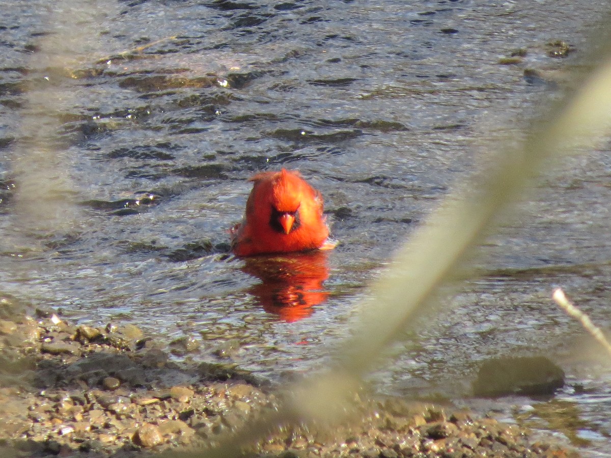 Cardinal rouge - ML425793071