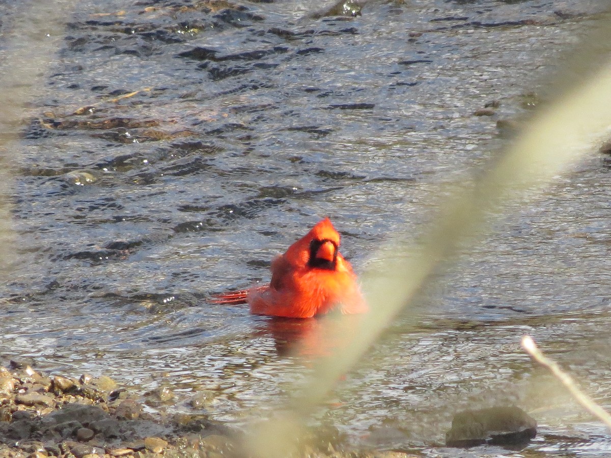 Cardinal rouge - ML425793121