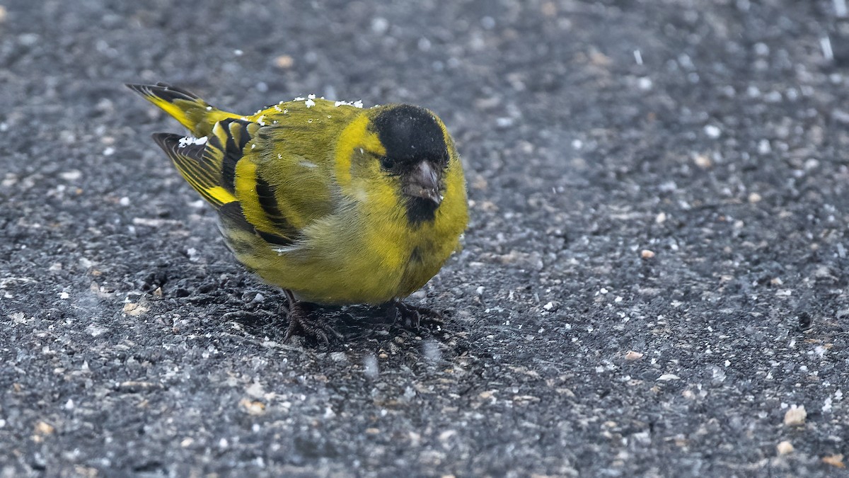 Eurasian Siskin - ML425793321