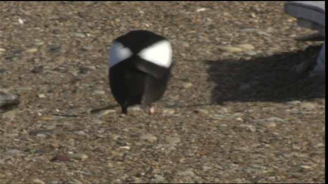 Black Guillemot - ML425794