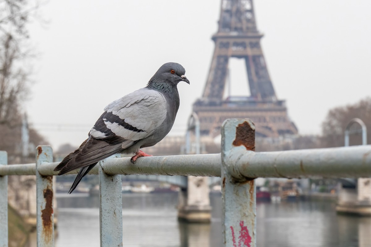 Rock Pigeon (Feral Pigeon) - ML425794241