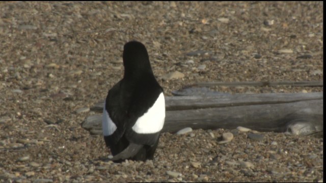 Black Guillemot - ML425795