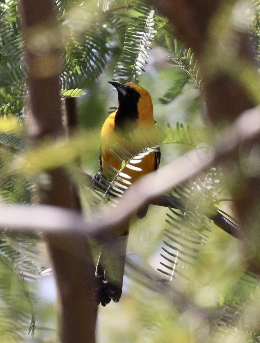 Hooded Oriole - Jill Casperson