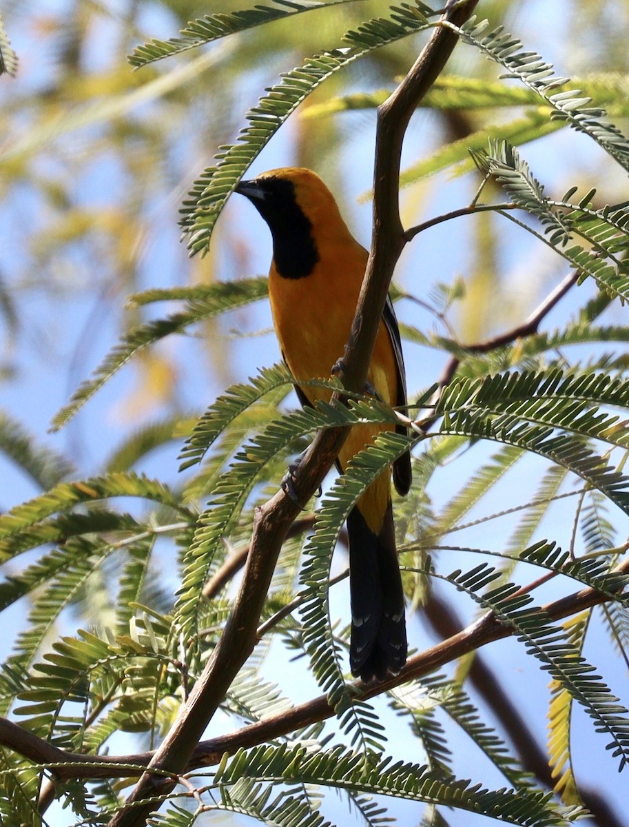 Hooded Oriole - Jill Casperson