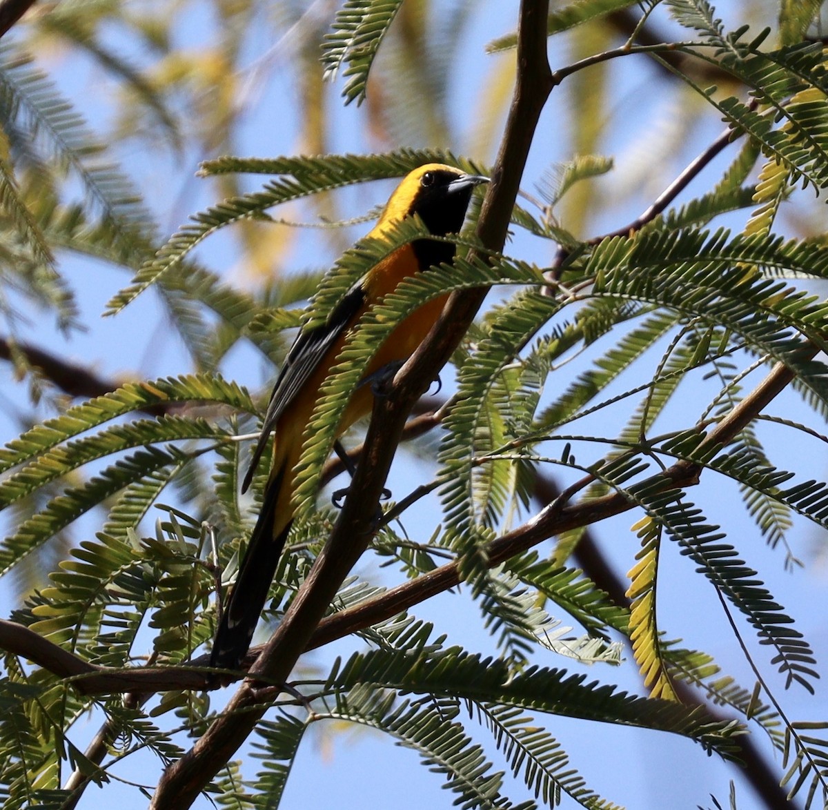 Hooded Oriole - Jill Casperson