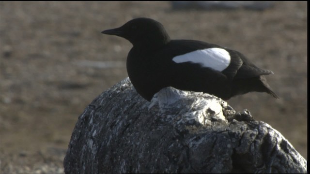 Guillemot à miroir - ML425798