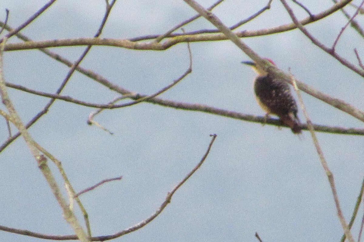 Black-cheeked Woodpecker - ML425798791