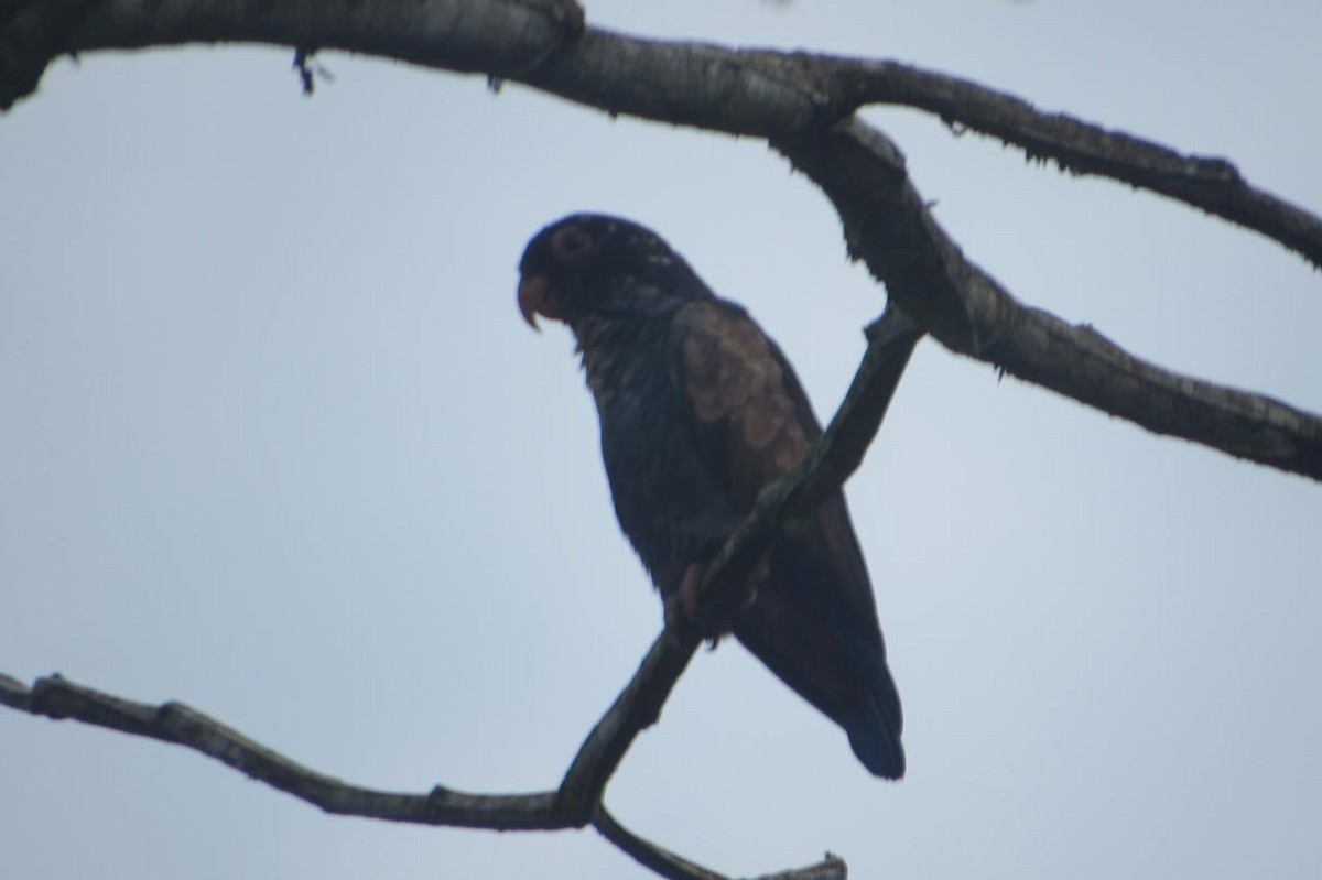 Bronze-winged Parrot - ML425798871