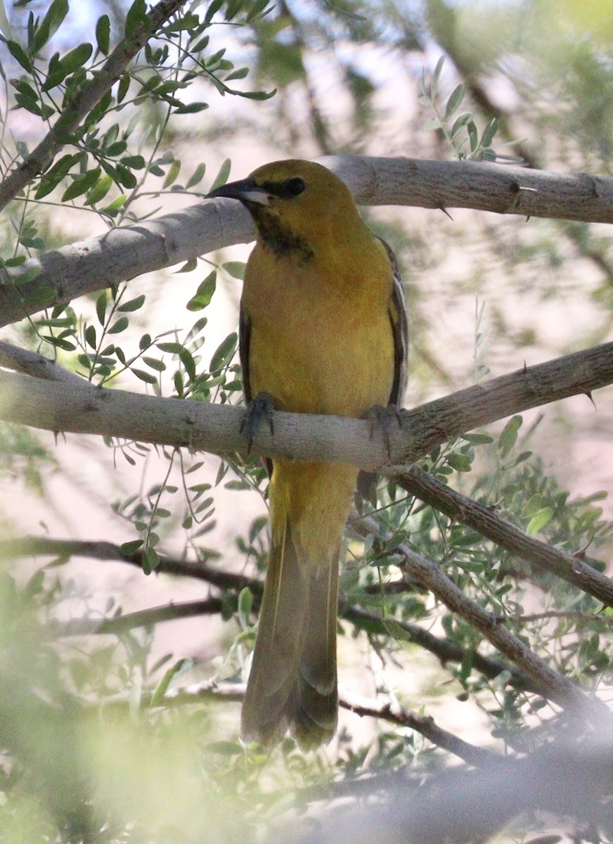 Hooded Oriole - Jill Casperson