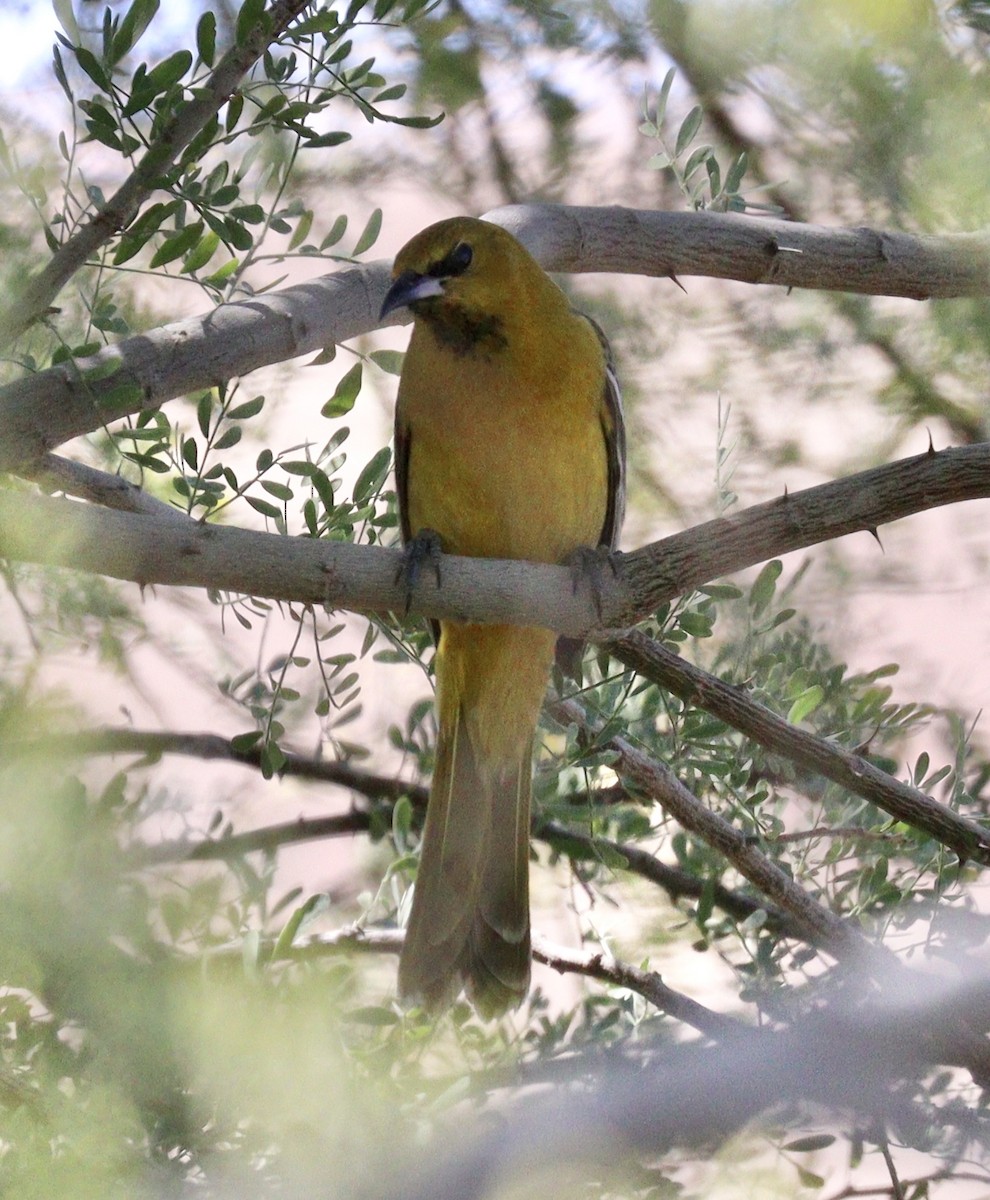 Oriole masqué - ML425798971