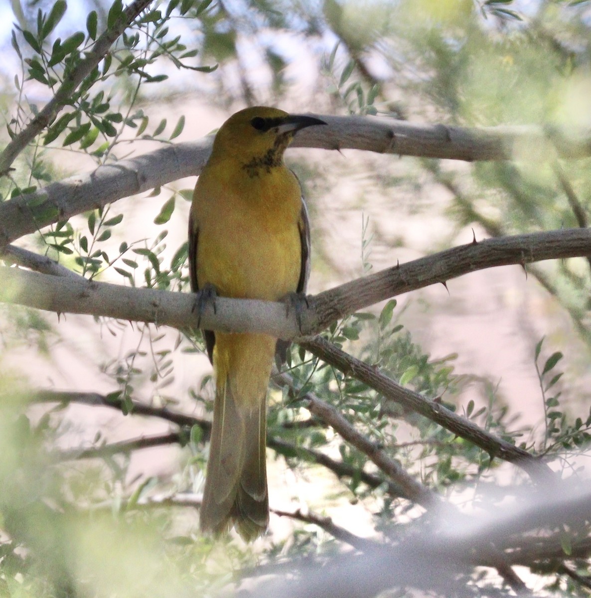 Hooded Oriole - Jill Casperson