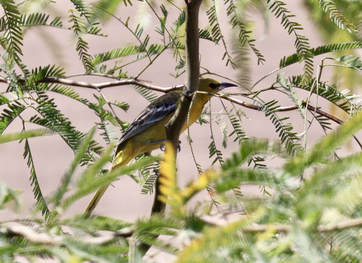 Hooded Oriole - ML425799011