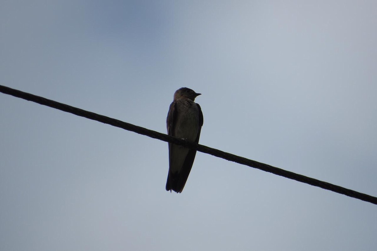 Southern Rough-winged Swallow - ML425799261