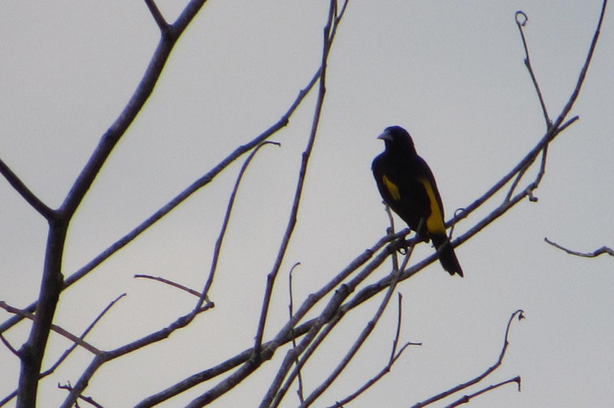 Yellow-rumped Cacique - ML425799381