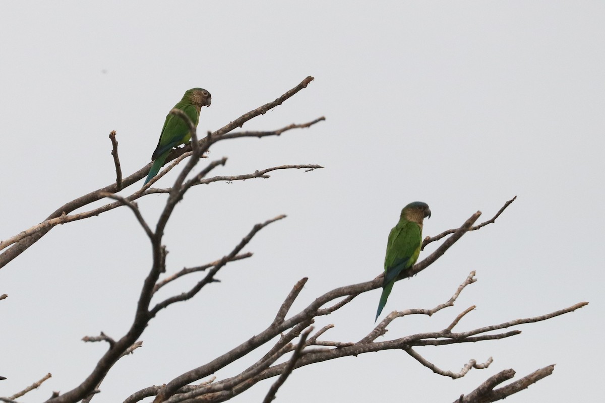 Brown-throated Parakeet - ML425801031