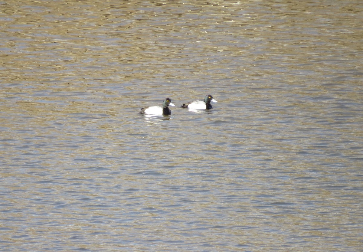 Lesser Scaup - ML425801571