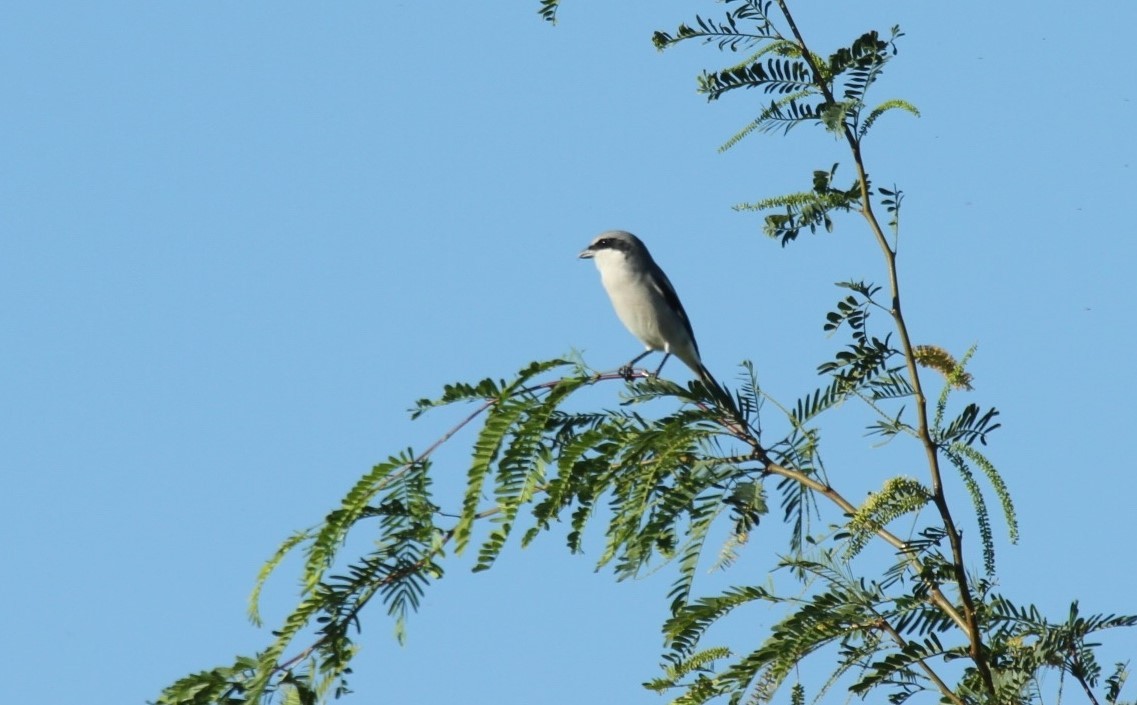 Loggerhead Shrike - ML425802291