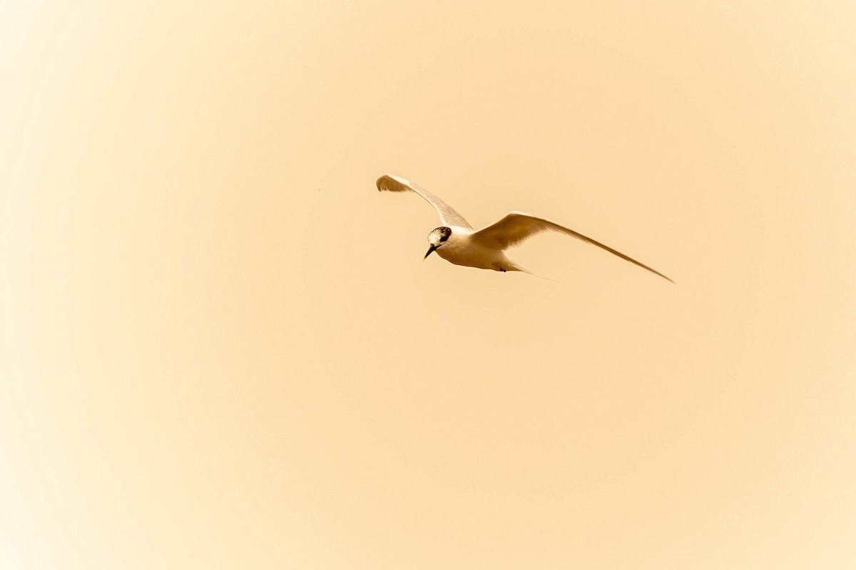 白嘴端燕鷗 - ML425802591