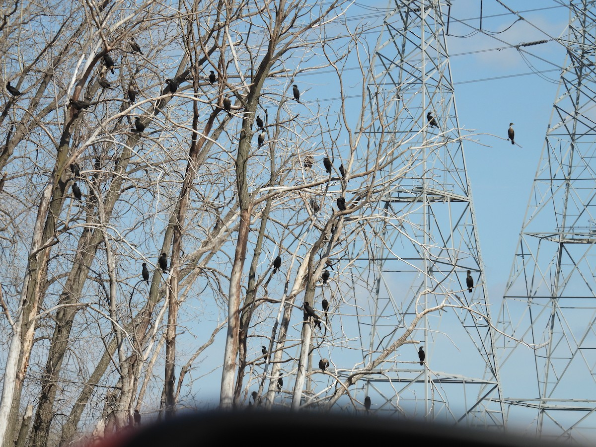 Double-crested Cormorant - ML425802831