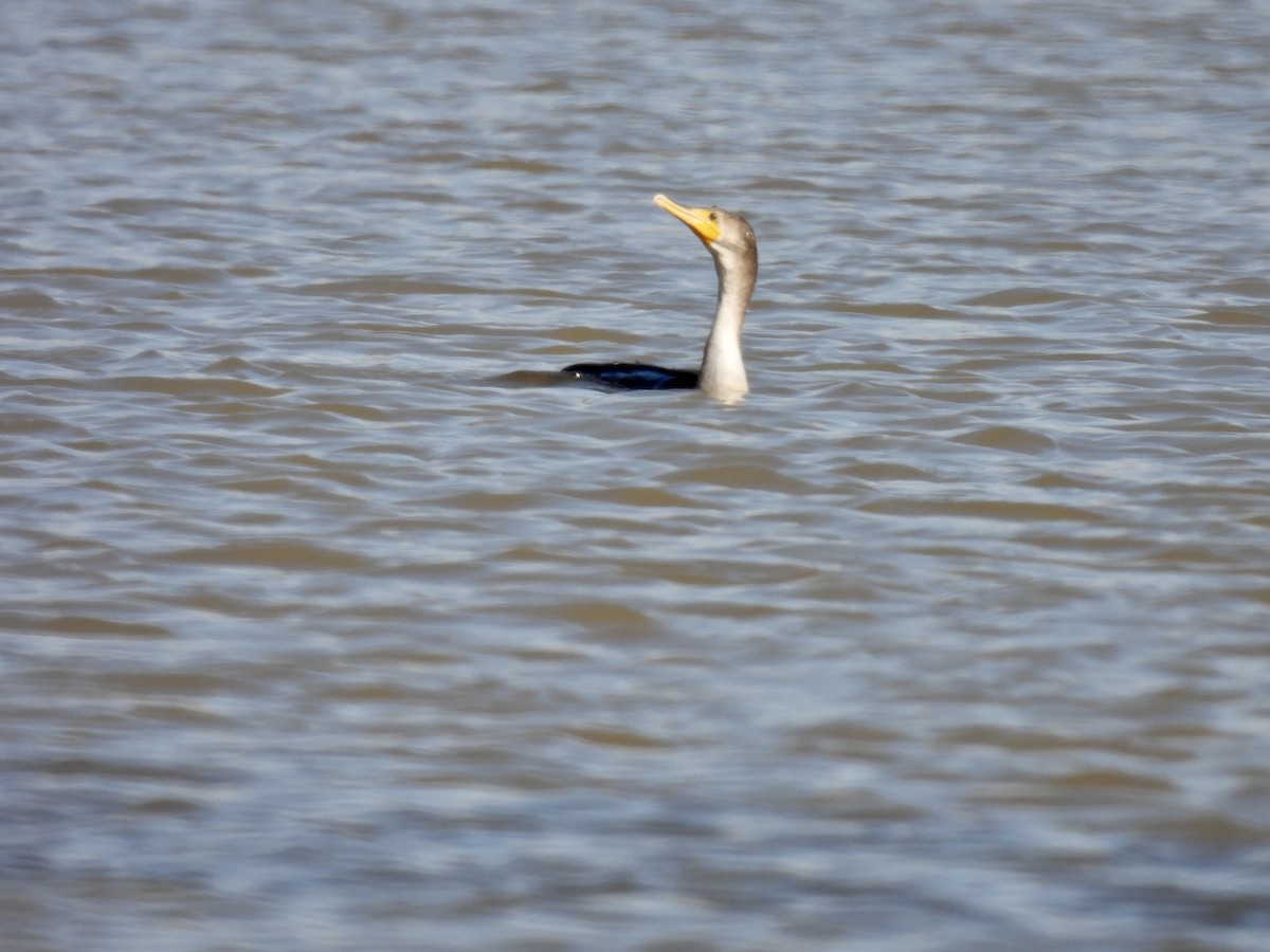 Double-crested Cormorant - ML425802861