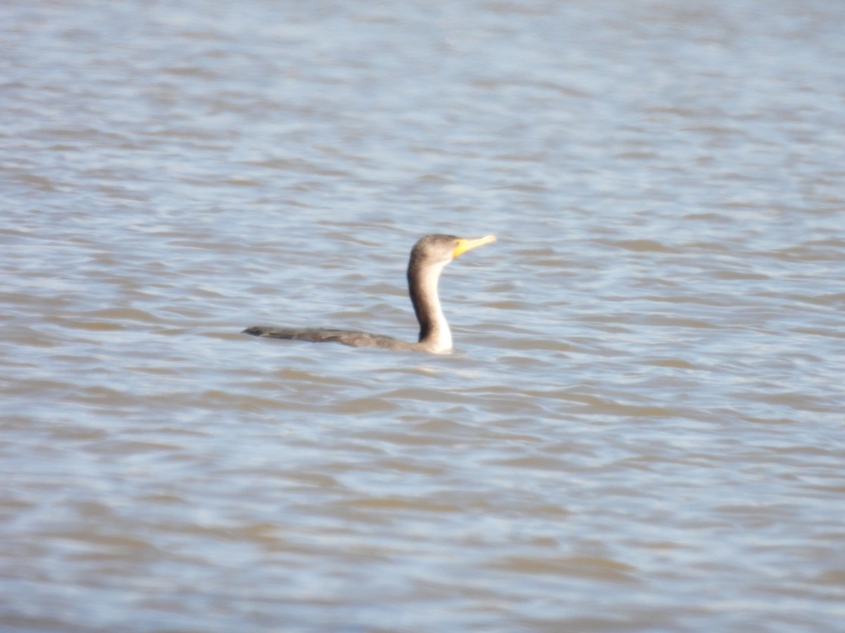 Double-crested Cormorant - ML425802871