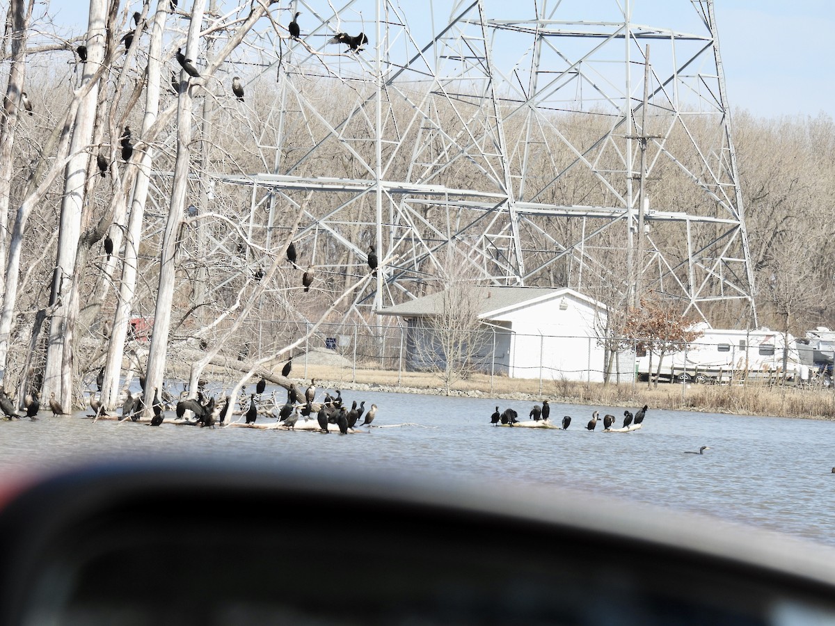 Double-crested Cormorant - ML425802881