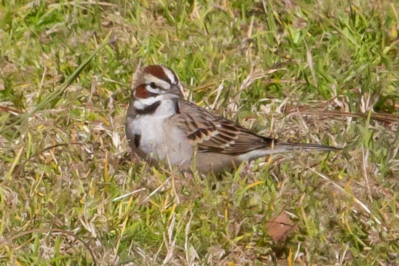 Lark Sparrow - Graham Smith