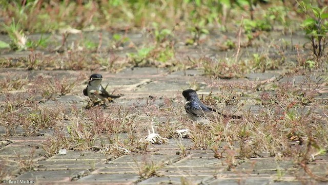 Golondrina Barranquera - ML425809531