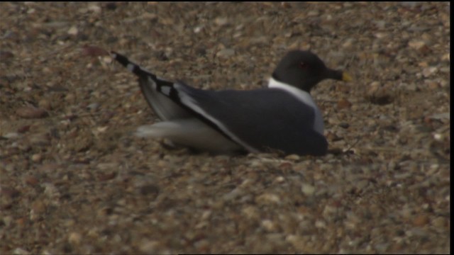 Sabine's Gull - ML425813