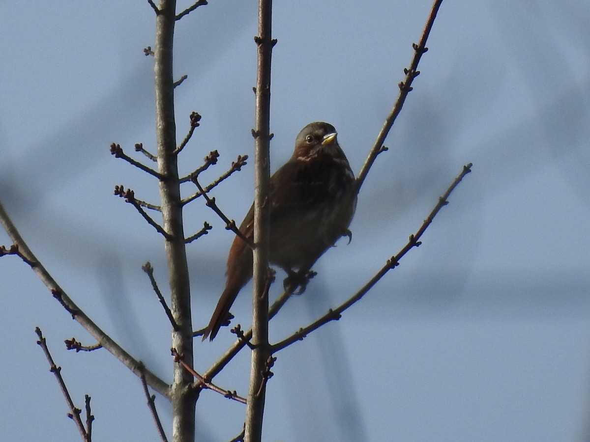 Fox Sparrow - ML42581351