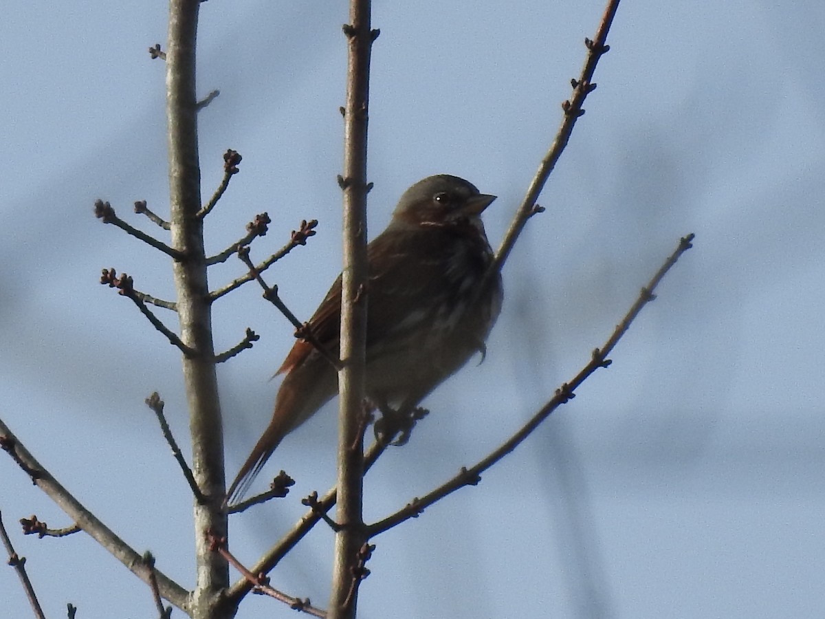 Fox Sparrow - ML42581361