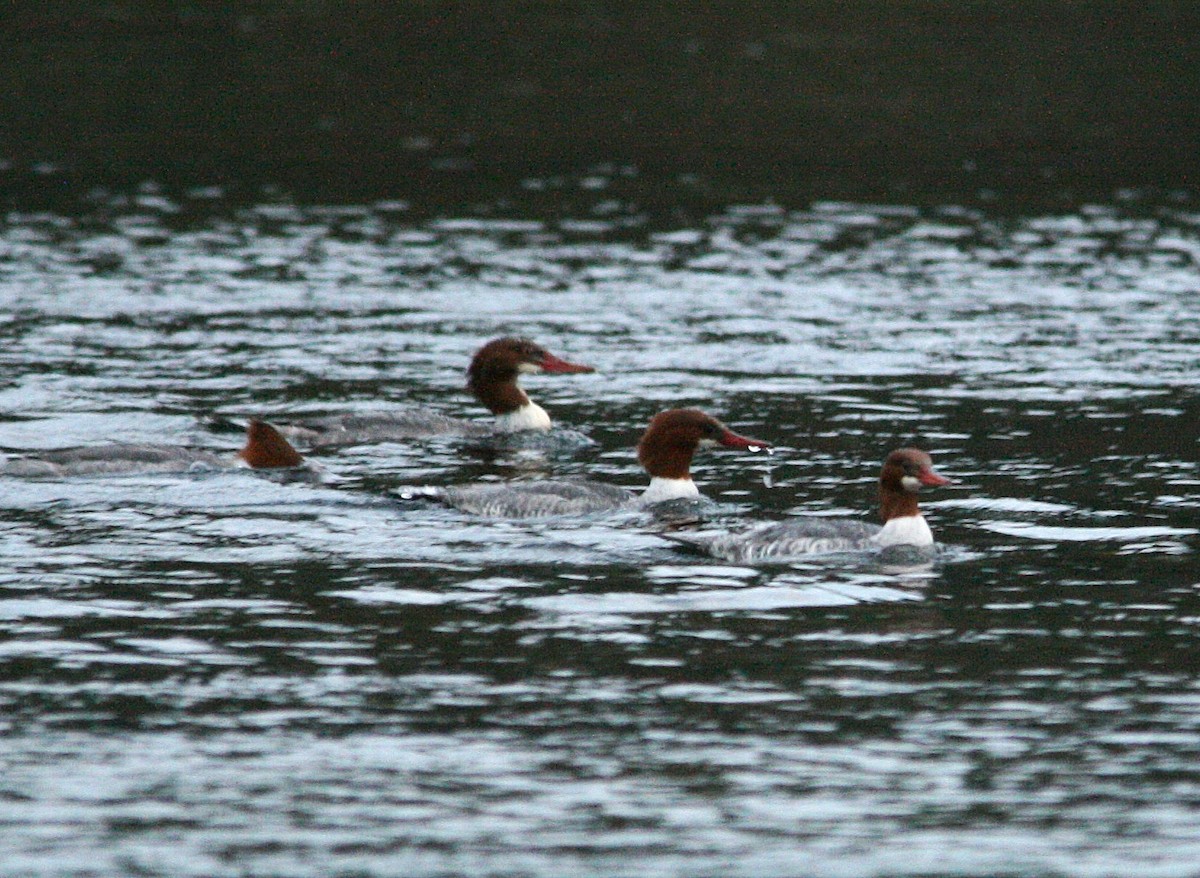 Common Merganser - ML425813641