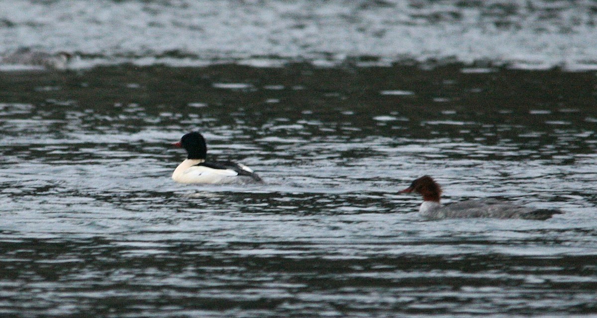 Common Merganser - ML425813651