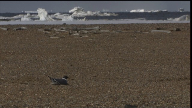 Sabine's Gull - ML425814