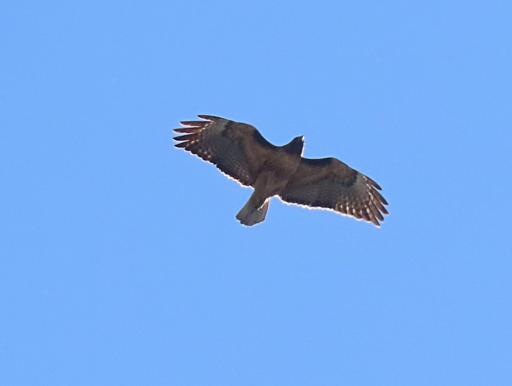 Red-tailed Hawk - ML425816591