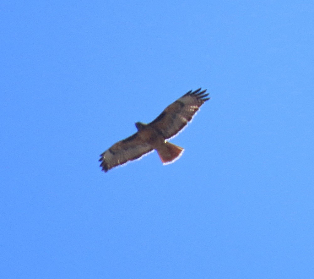 Red-tailed Hawk - ML425816611