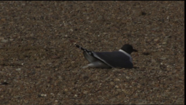 Sabine's Gull - ML425817