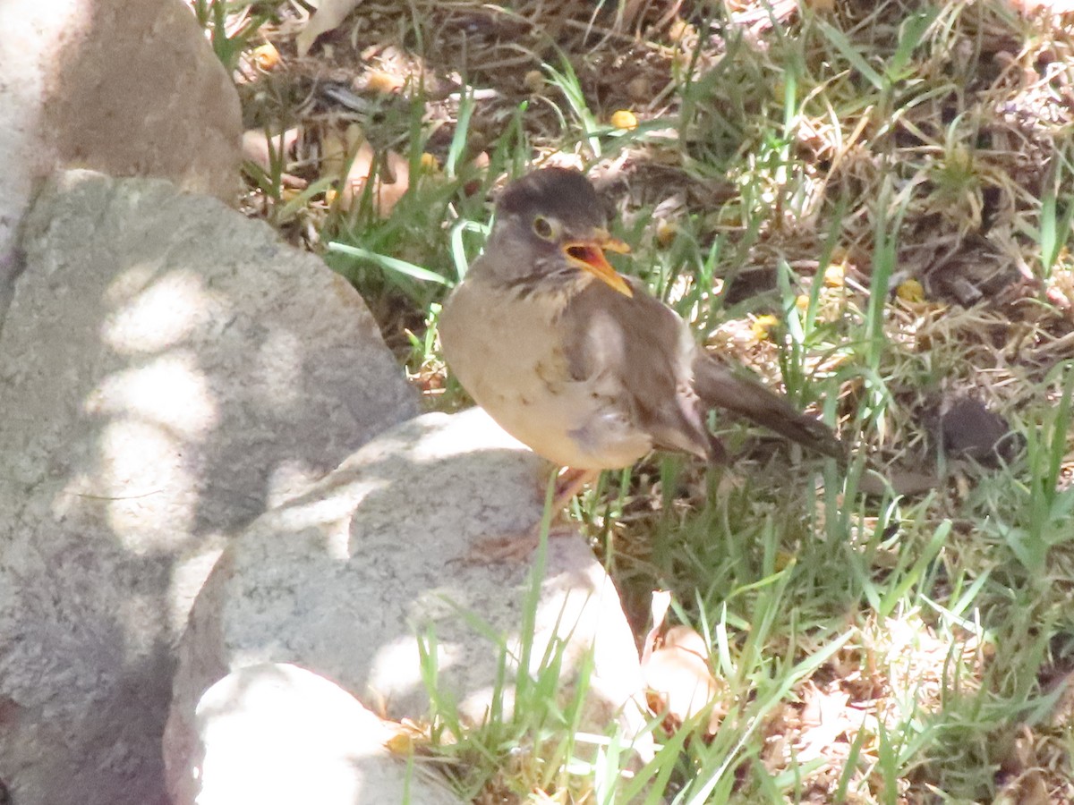 Austral Thrush - ML425817071